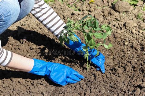 A Person Plants A Young Tomato Plant Stock Photo Image Of Dirt Farm