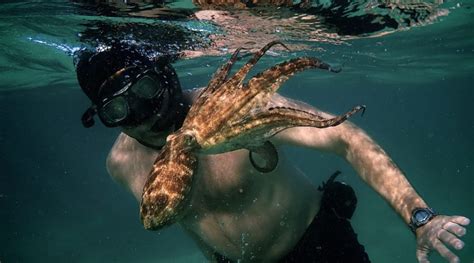 Netflix's my octopus teacher is not your typical nature documentary. My Octopus Teacher: Conversations with Craig Foster ...