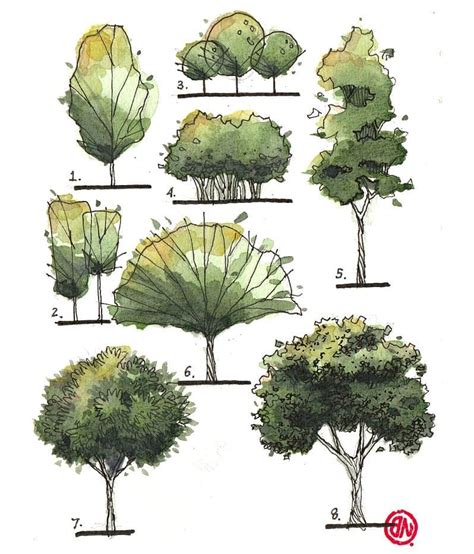 Landscape Architecture Drawing Trees Lulu Gay