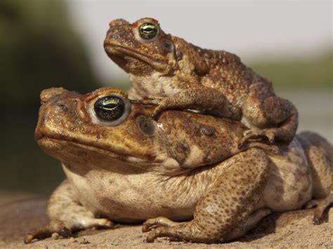 Cane Toad ‘kill Zone In Nsw Daily Telegraph