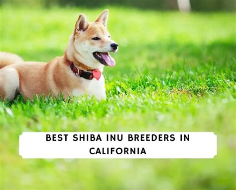 7 Best Shiba Inu Breeders In California 2023 We Love Doodles Shiba