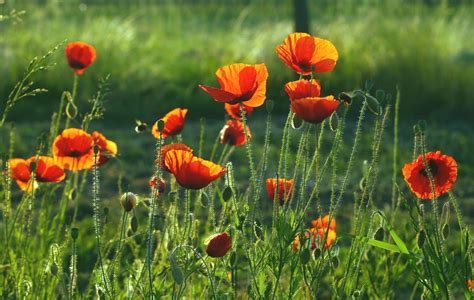 Poppies Wildflower Flower Free Stock Photo Public Domain Pictures