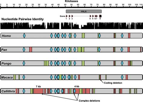 Primate Genomic Variation Flanking The Prlr Locus Nucleotide Sequence
