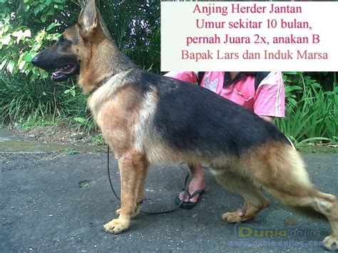 We did not find results for: Dunia Anjing | Jual Anjing German Shepherd Dog - Jual Anjing Herder Jantan Juata 2x