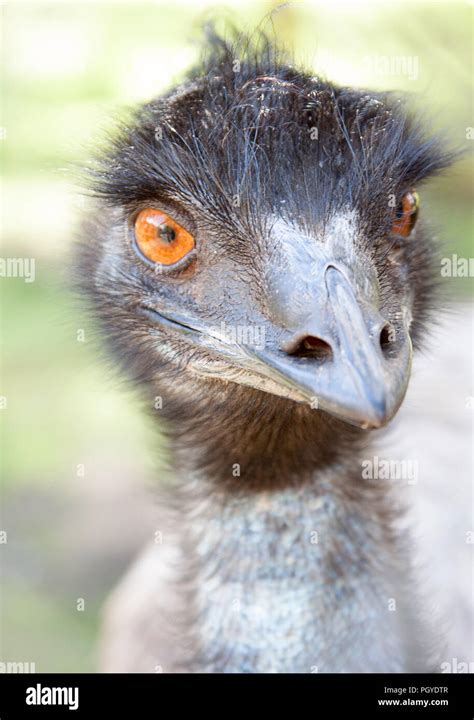 Bird Watching Beady Eyes Hi Res Stock Photography And Images Alamy