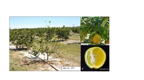 Disease Alert Citrus Greening And Asian Citrus Psyllids Found In The