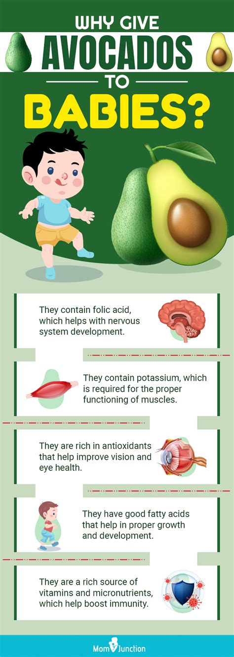11 Tasty And Easy To Make Avocado Baby Food Recipes