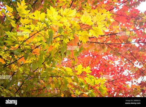 Autumn Leaves Changing Colors On Two Trees Stock Photo Alamy