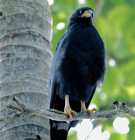 14 Interesting Facts About The Common Black Hawk