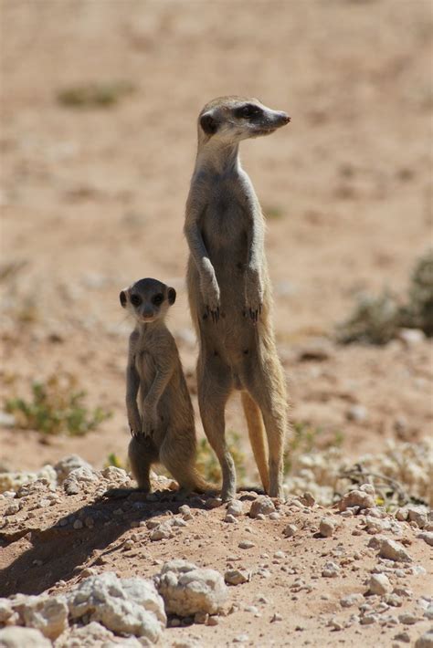 Meerkats Kalahari South Africa 22112013 Mother And Da Flickr