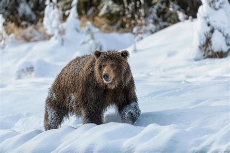 Grizzly Bear In Snow Photograph By Murray Rudd