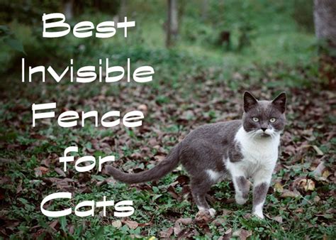 An invisible fence for cats like the petsafe pawz away indoor pet barrier works with a static correction and high pitched tone. 10 Best Invisible Fence for Cats Of 2020 in 2020 (With ...