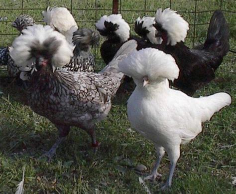 Top Utterly Bizarre Chicken Breeds Pethelpful