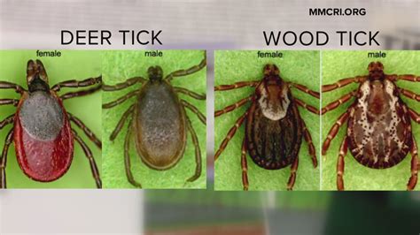 Hows The Tick Population In Maine This Year “pretty Robust” Says One