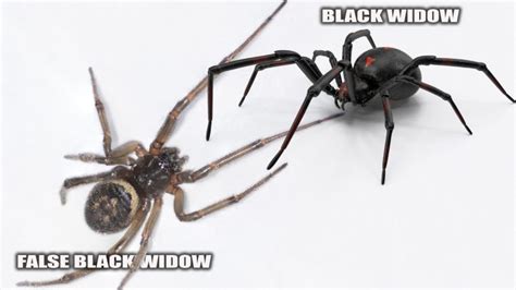 False Black Widow Identification Habitat And Control Pest Samurai