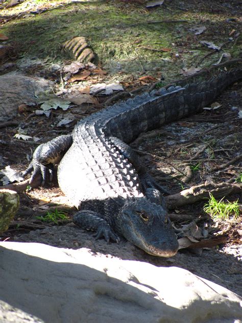 Seaworld Orlando 276 American Alligator Jeremy Thompson Flickr