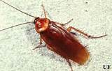 Pensacola Termite And Pest Control