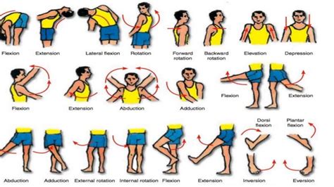 Types Of Movement Anatomy