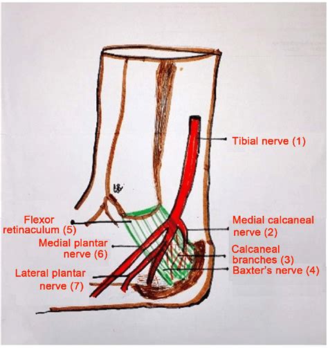 Where Is Tibial Nerve