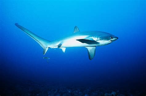 Bigeye Thresher Shark The Life Of Animals