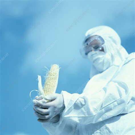 Genetically Modified Corn Stock Image G Science Photo Library
