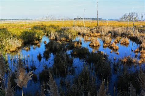 Maryland Wetlands Dorchester County Eastern Shore Wortenoggle Flickr
