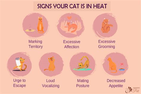 How Long Does A Cat Stay In Heat