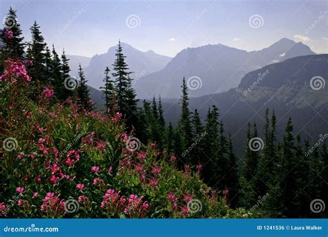 Purple Wildflower Mountain Landscape Royalty Free Stock Image Image