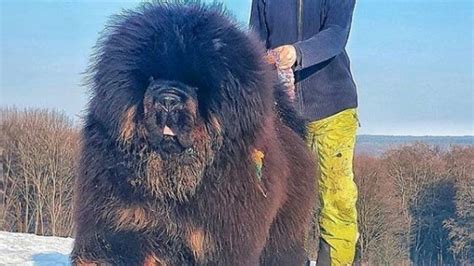 17 Pictures Of Tibetan Mastiffs You Will Be Scared Page 2 The Paws