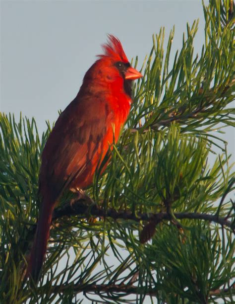 Northern Cardinal My Birding Photos