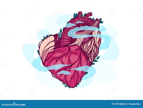Human Heart Internal Organ Health Vector Graphics Illustration