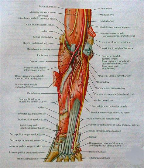 Muscles Of Forearm Deep Layer Anterior View Visual Anatomy Sexiz Pix