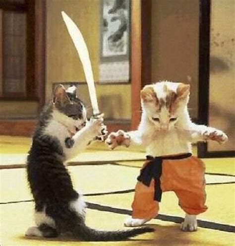 26 Hilarious Karate Animal Moves