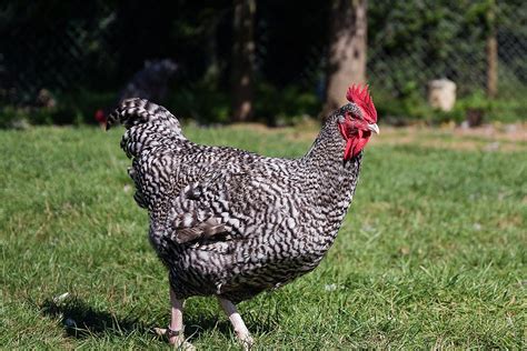 Marans Chicken Chicken Breeds Maran Chickens Bantam Chickens