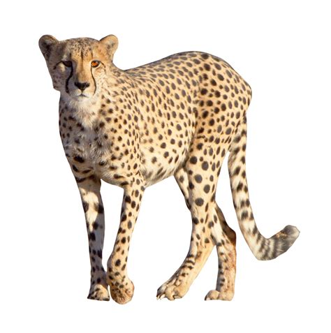 Cheetah PNG Free Download | PNG All