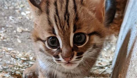 Worlds Smallest Wild Cat Kittens Born In Uk Sanctuary