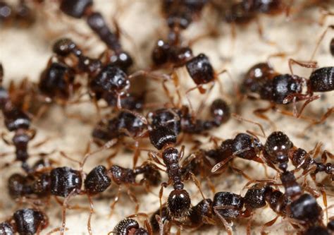 Professional walney island pest services. Whidbey Island - All Island Pest Control - Whidbey Island ...