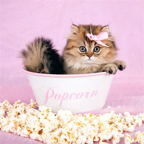 Can Cats Eat Popcorn Catster