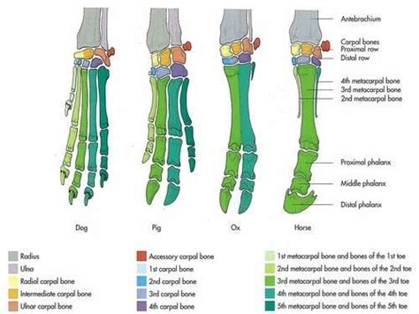 Dog pig ox horse foot bones comparative anatomy diagram | Vet medicine
