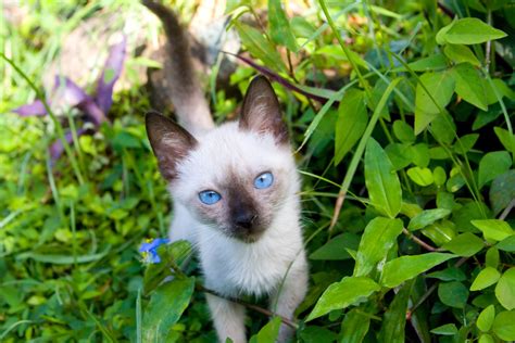 At pet insurance review, throughout our research period, trupanion regularly ranked in the top spots, always maintaining a score of 9 or better out of 10. Siamese Breed Guide | Pet Insurance Review