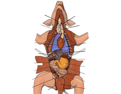 Internal Fetal Pig Anatomy Quiz