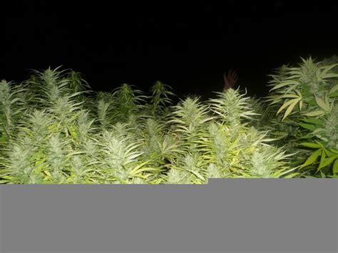 Comment Faire Pousser Du Cannabis Sur Terrasses Alchimia Grow Shop