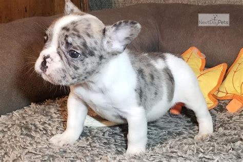 Fluffy Merle Car: French Bulldog puppy for sale near ...