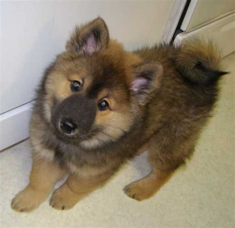 Eurasier Puppy