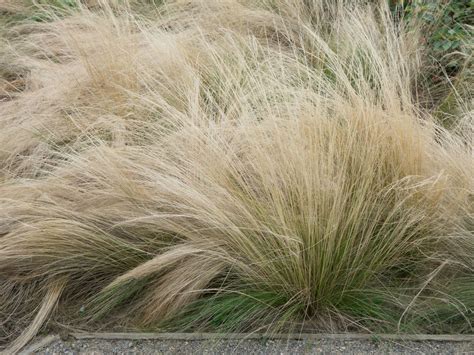 In der blütezeit von juni bis august trägt diese horstbildende staude eher unscheinbare, blassgelbe blüten in lockeren rispen. Zartes Federgras 'Ponytails' - Expertenwissen zu dieser Staude