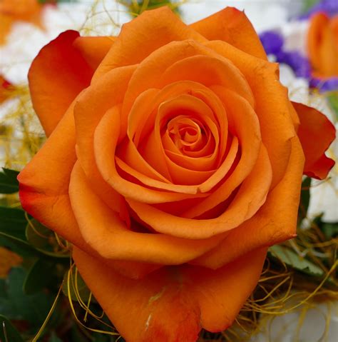 장미 Orange Blossom Pixabay의 무료 사진 Pixabay