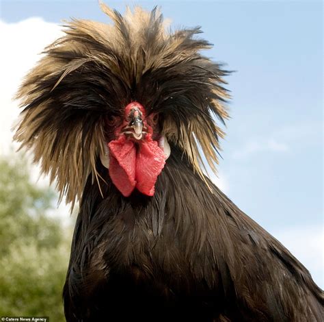 Animals Show They Can Have Bad Hair Days Too In Hilarious Gallery