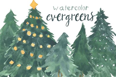 Watercolor Evergreens Illustrations ~ Creative Market