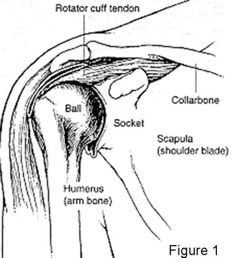 Shoulder bone on white background. Reverse Total Shoulder Replacement | Johns Hopkins ...