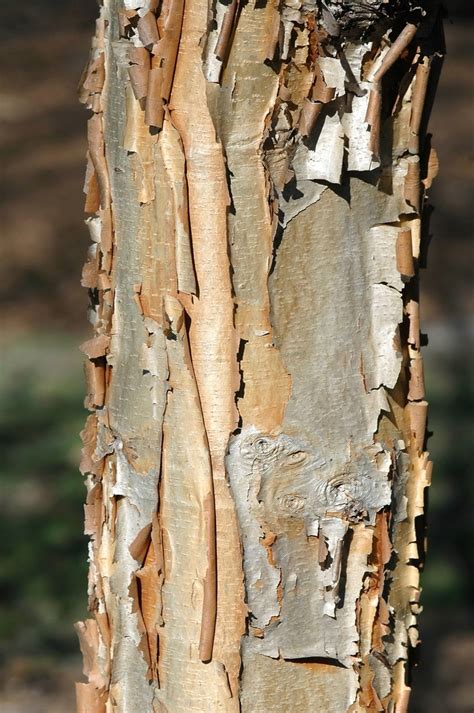 Maybe you would like to learn more about one of these? Acer triflorum | Three Flowered Maple | Pea Ridge Forest